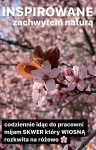 inpirowane zachwytem naturą.jpg