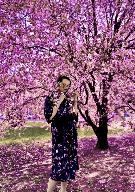 kwitnące wiśnie sakura drzewko wiosenne NAWROTANKA.jpg