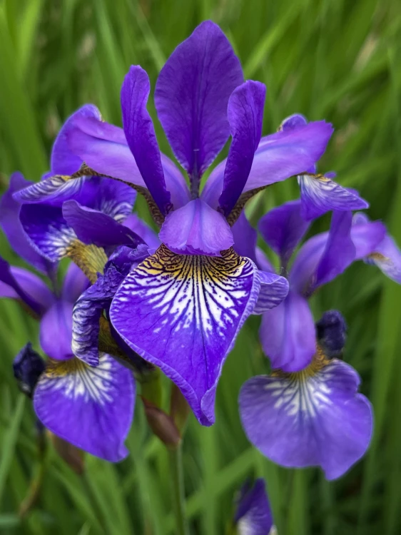 IRYSY w ogrodzie (2).jpg