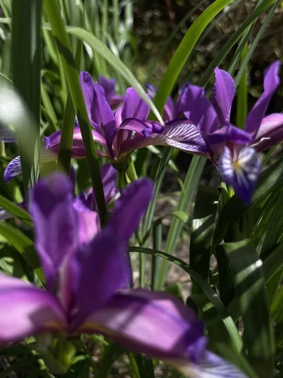 7D504C07-4DFA-46FF-8B5D-A27630EB17FA.jpeg